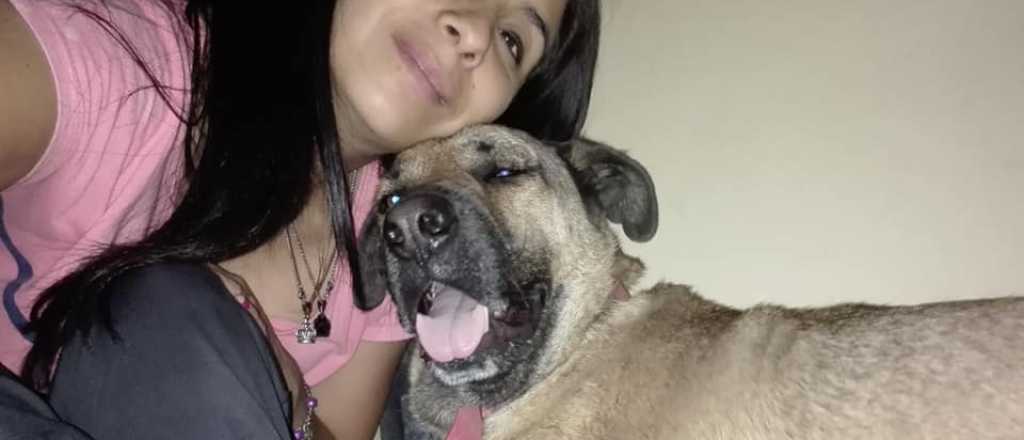 Simón, el perro que fue mordido por una yarará, está fuera de peligro