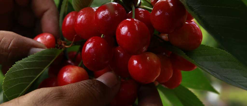 Malestar en Mendoza por la importación de cerezas de Chile