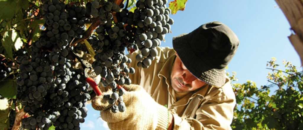 La Coviar lanzó una plataforma virtual para pequeños productores