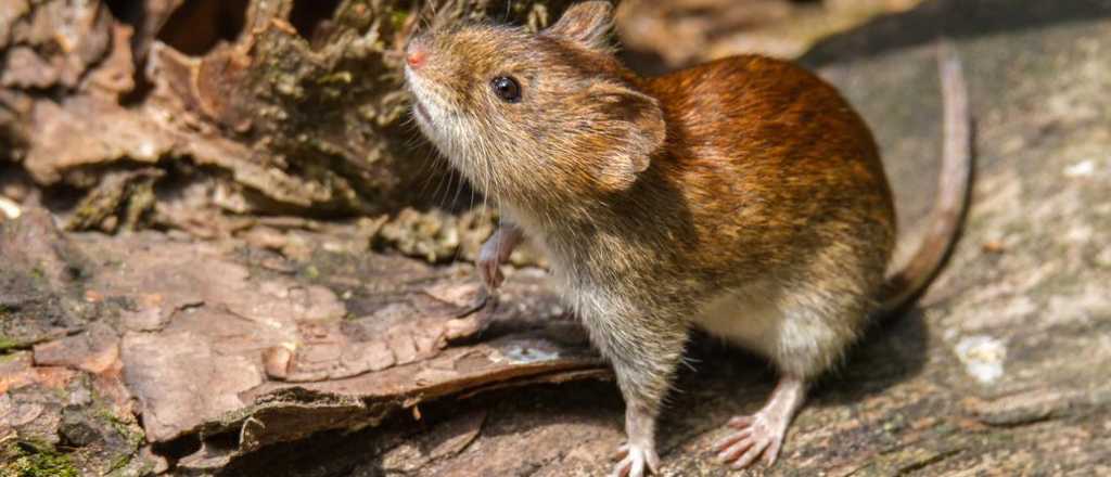 Registran un caso de hantavirus en el Parque Nacional Los Alerces