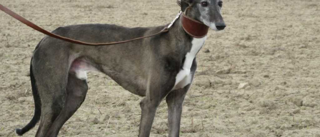 Secuestros y aprehendidos en una carrera de galgos en Beltrán