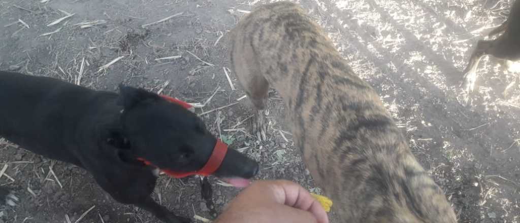 Tres detenidos en una carrera ilegal de galgos