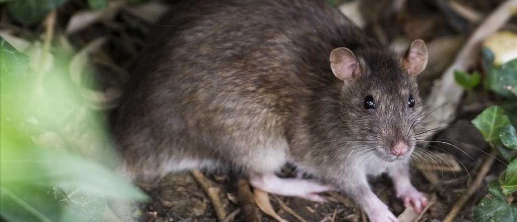 Maliciosa falsa cadena de WhatsApp por hantavirus en Mendoza