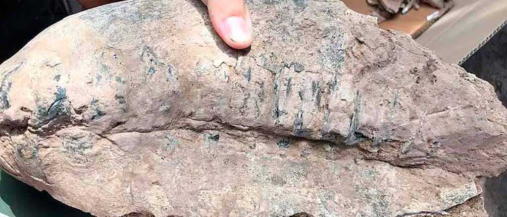 Un pescador encontró un cráneo de mamífero de 40 mil años en Rosario