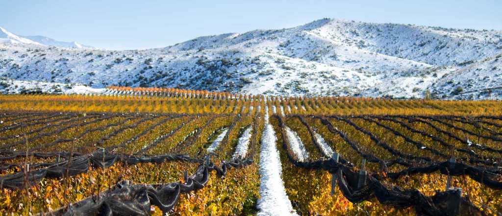 Dos bodegas mendocinas entre las más admiradas del mundo