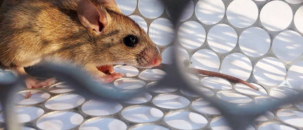 Confirman la primera muerte por hantavirus de Salta