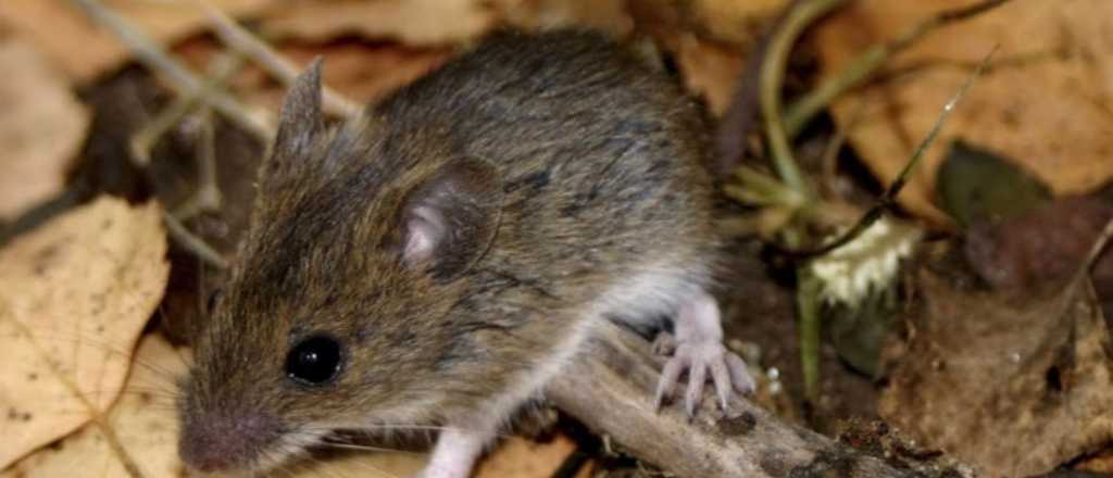 Un joven de 21 años contrajo hantavirus en Bariloche