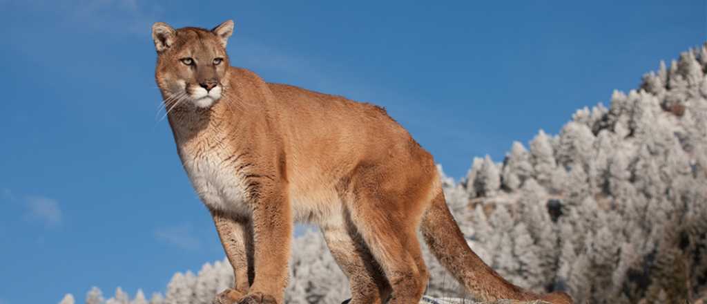 Video: un puma apareció en Malargüe y hubo tensión para capturarlo