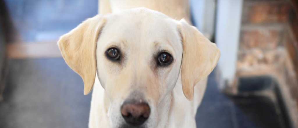 Invitan a adoptar a un labrador mendocino por las redes sociales