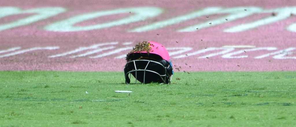 Cinco heridos y un partido de cricket suspendido por invasión de abejas