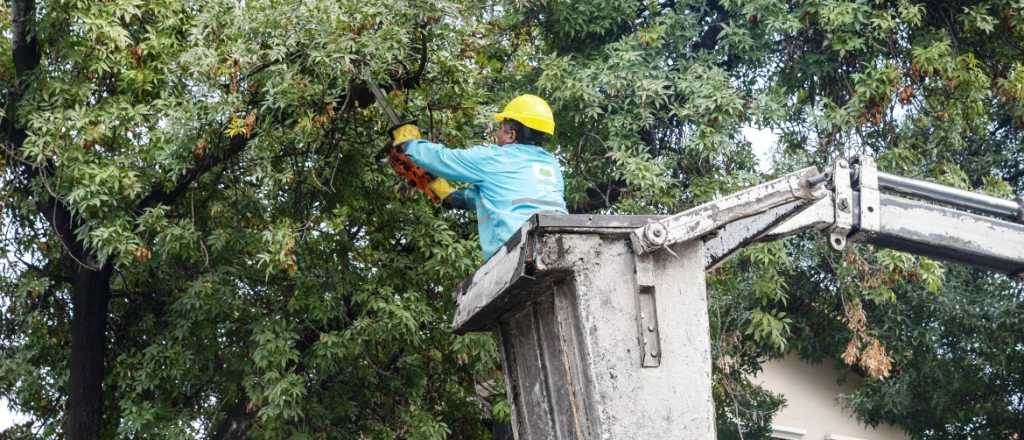 El cronograma de poda y mantenimiento de espacios públicos en Ciudad