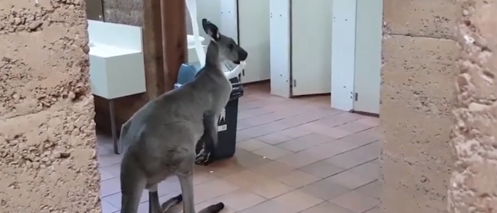 Video: un hombre descubrió a un canguro en el baño haciendo algo insólito