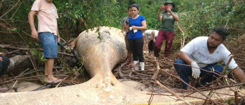 ¿Qué hacía una ballena jorobada en medio de la selva?