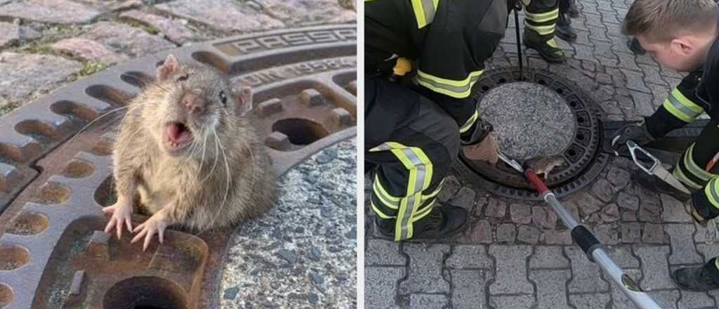 Siete bomberos y una rata gorda: el rescate de un roedor que es viral