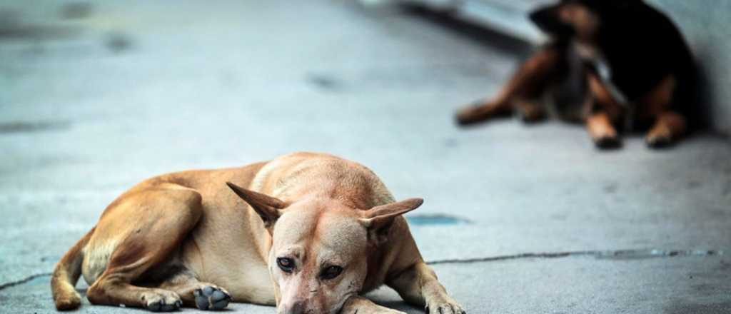 Cada vez hay más perros callejeros en Mendoza 