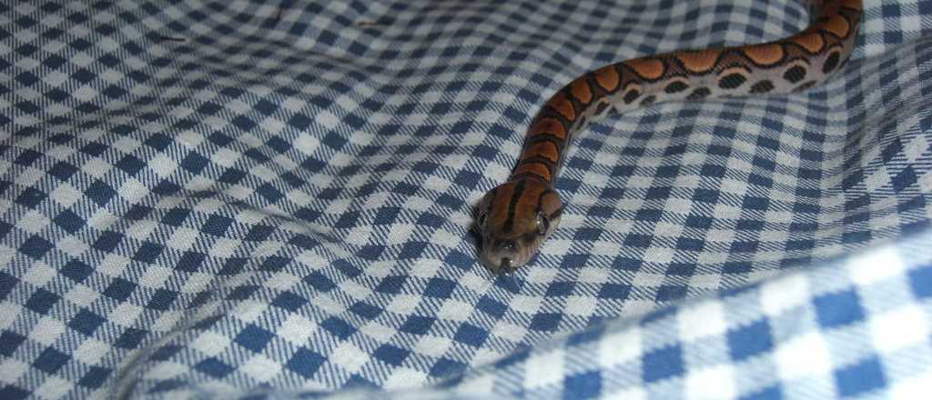 Un niño encontró una víbora en su cama en Rivadavia