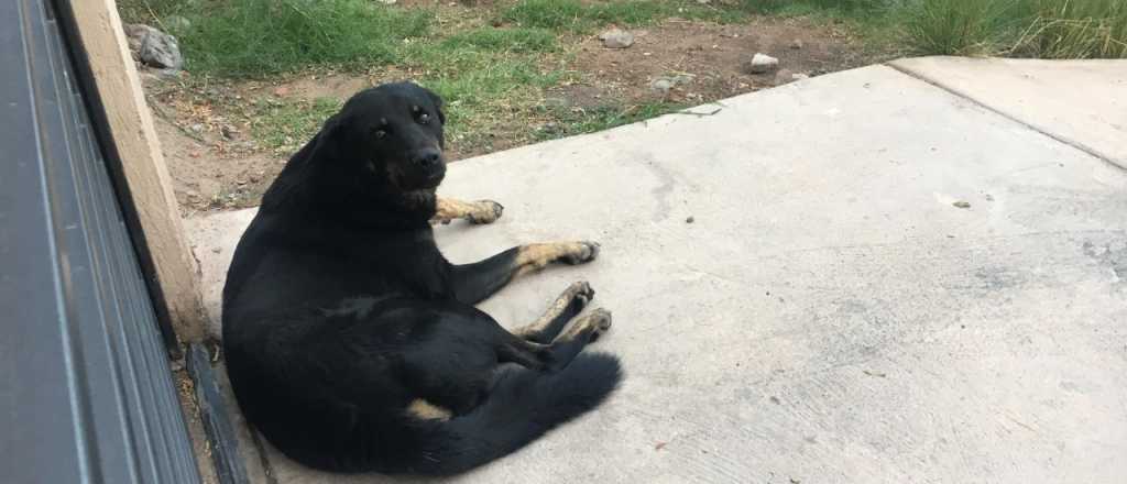 Denunciaron que en el barrio Sanidad envenenan a los perros