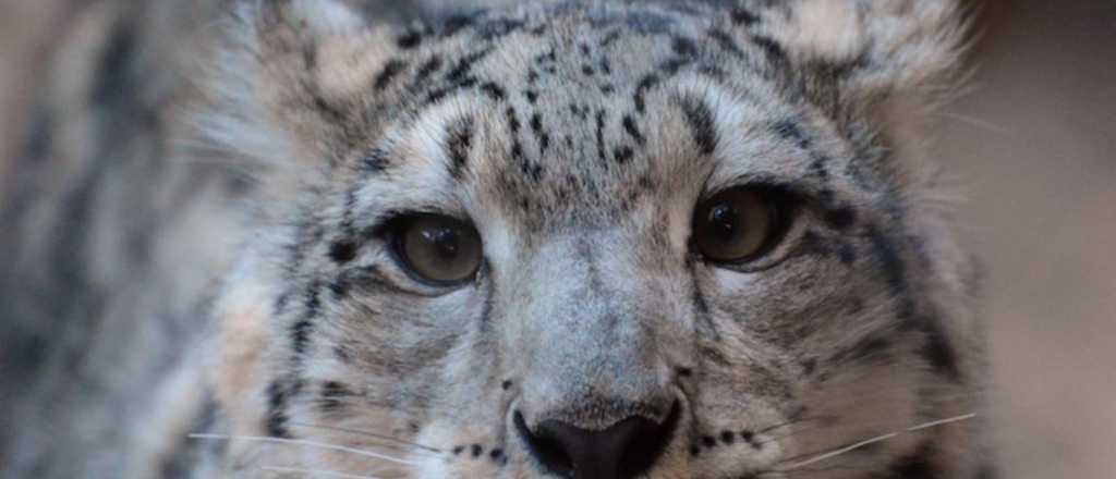 La foto de un leopardo camuflado en la nieve que es furor