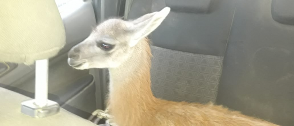 Rescataron a un guanaco de cuatro meses que estaba refugiado en un puesto