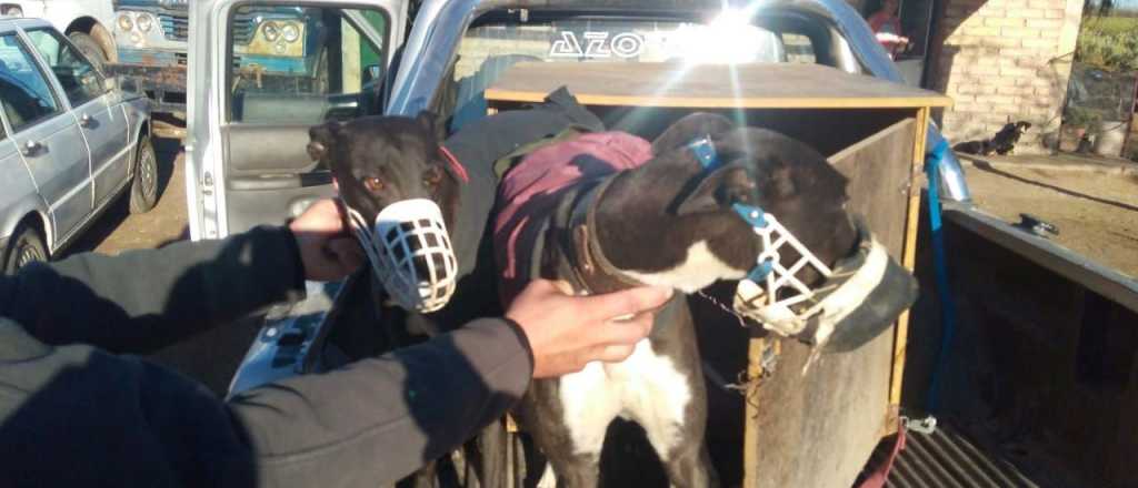 Detienen a 15 personas en una carrera de galgos en San Rafael