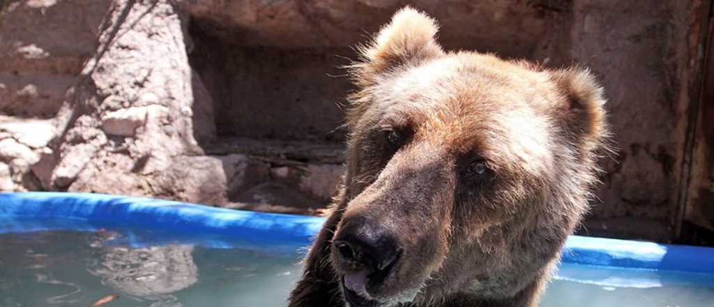 Murió "Mirtha", la histórica osa del ex Zoo de Mendoza