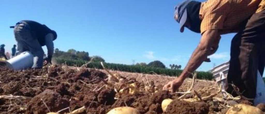 Cosechadores de aceituna y papa cobrarán 20 mil pesos el día en Mendoza