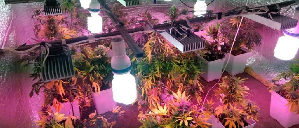 Reventaron un vivero de marihuana en el Valle de Uco