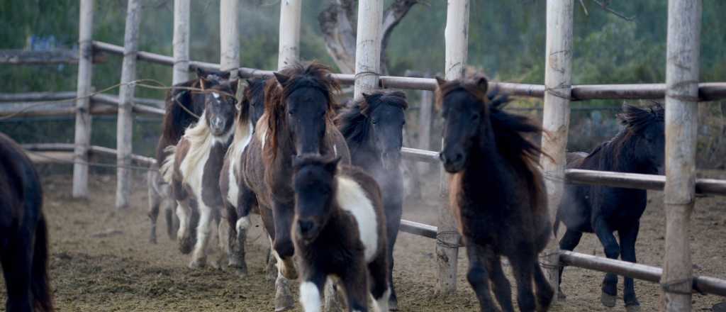 Se derivaron 34 animales del Ecoparque durante el fin de semana 