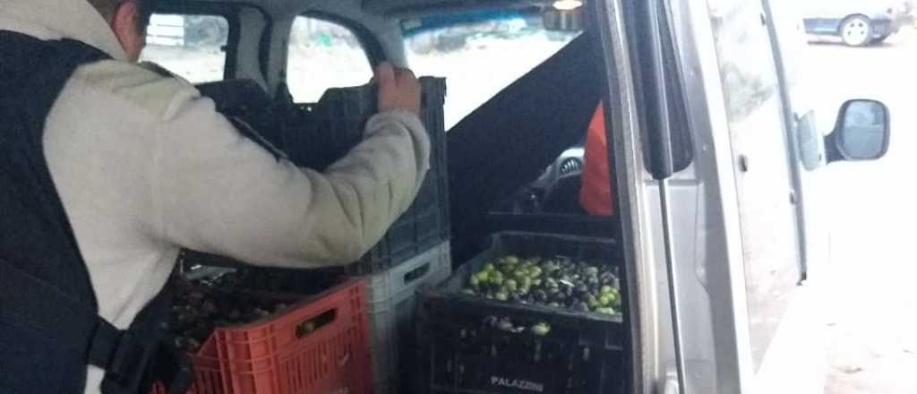 Tres detenidos por un robo de aceitunas en Rivadavia