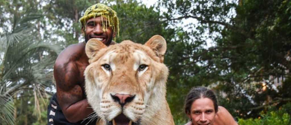 El "ligre", cruza de león y tigre, que es sensación en las redes