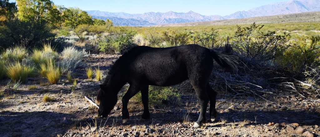 La Suprema Corte avaló la derivación de animales del ecoparque