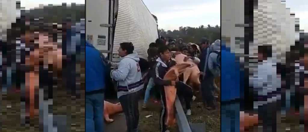 Video: le robaron los cerdos a un camionero en Santa Fe