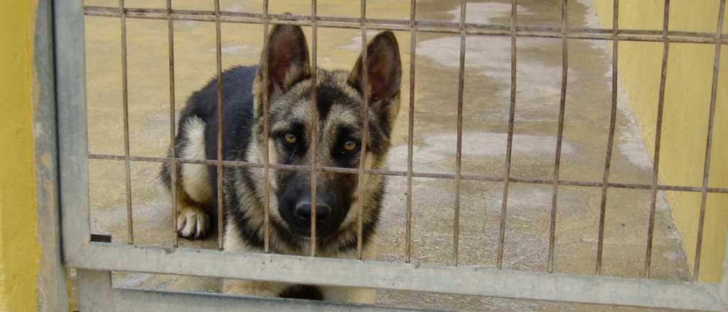 Una mujer quedó internada por el ataque de tres perros en Mar del Plata