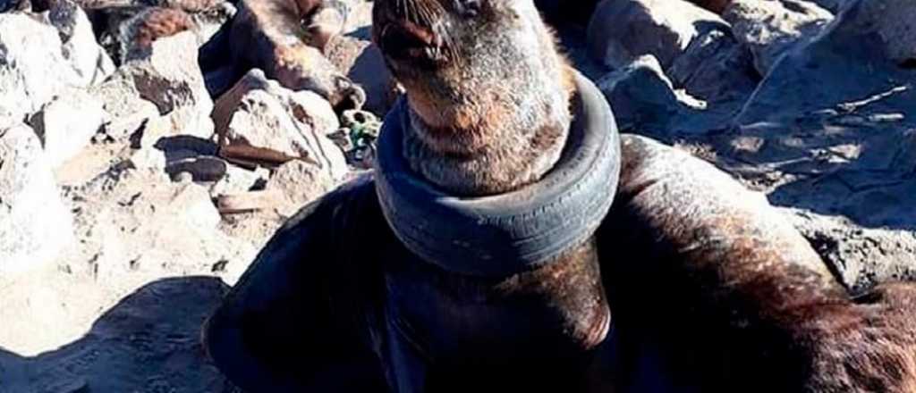 Lobo marino con un neumático en el cuello, en Mar del Plata, causa indignación