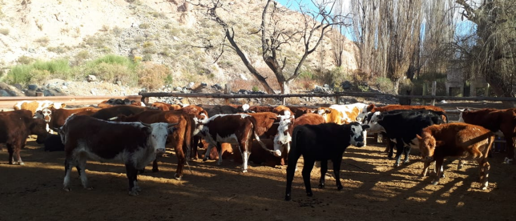 Asisten a productores ganaderos afectados por el incendio en Potrerillos