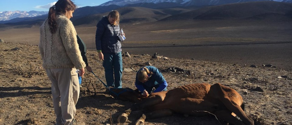 Potrerillos: piden no subir más ropa; necesitan ayuda para los animales