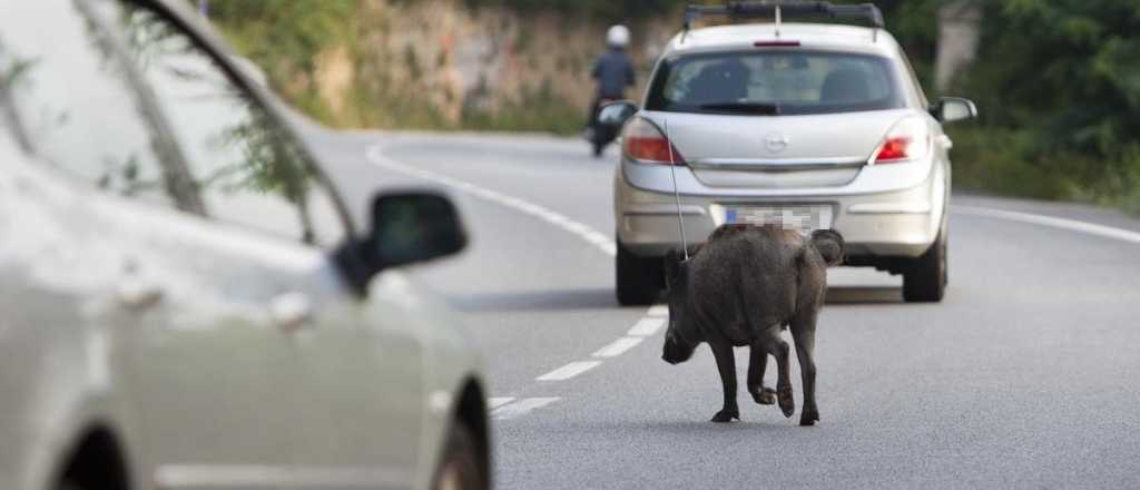 Carneó un jabalí atropellado y contrajo triquinosis, en el Valle de Uco