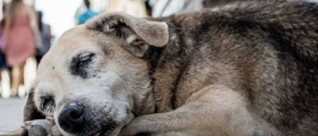 Allanaron la casa de un ingeniero por los perros envenenados en Godoy Cruz