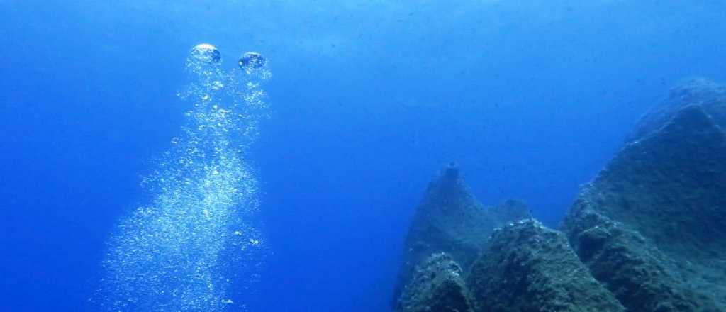 Video: filmaron a un animal casi imposible de captar por su tamaño