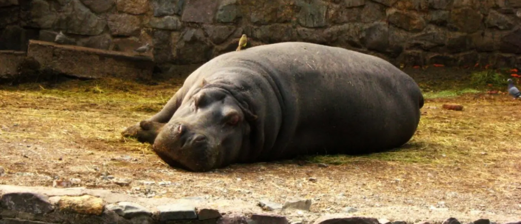 Denunciaron a autoridades del Ecoparque por maltrato animal