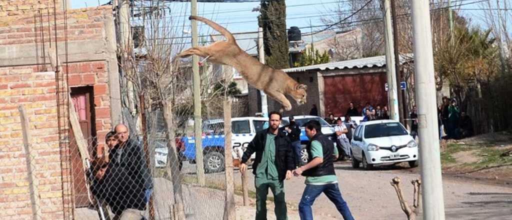 Video: un puma sorprendió a unos obreros en una vivienda