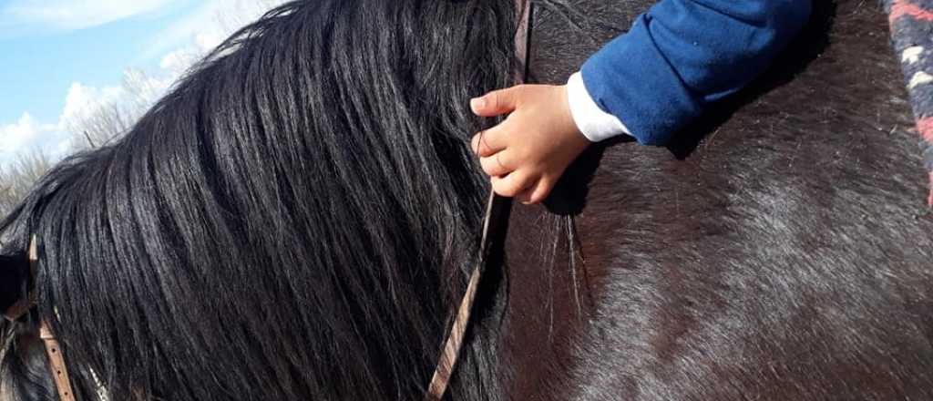 Robaron un caballo de rehabilitación de niños discapacitados