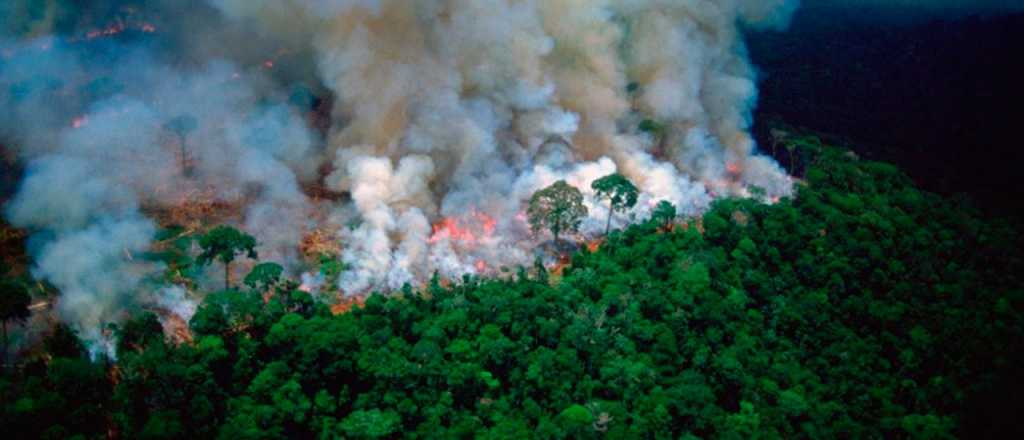 ¿Cómo se puede colaborar con el Amazonas? 