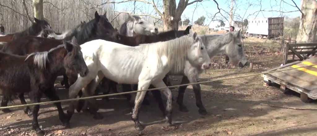 Rescataron más de 400 caballos desnutridos y había varios muertos