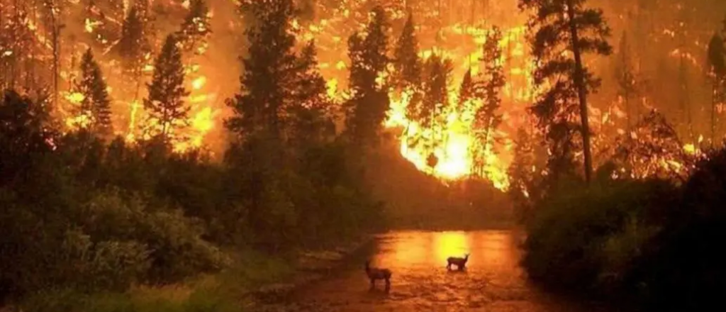 Amazonas: aseguran que en la Argentina lloverá menos por los incendios en Brasil