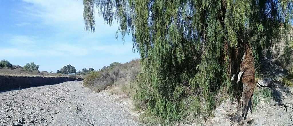 Encontraron perros ahorcados en El Challao