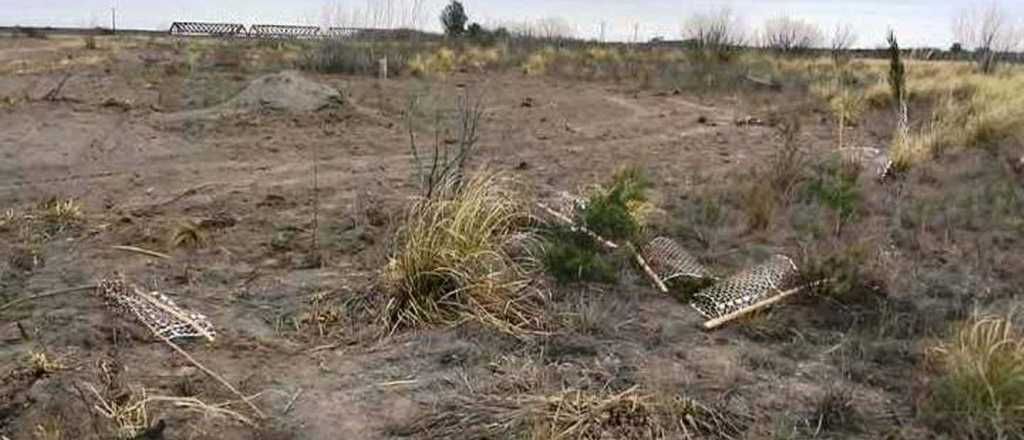 Destruyeron 200 árboles de reforestación en San Rafael