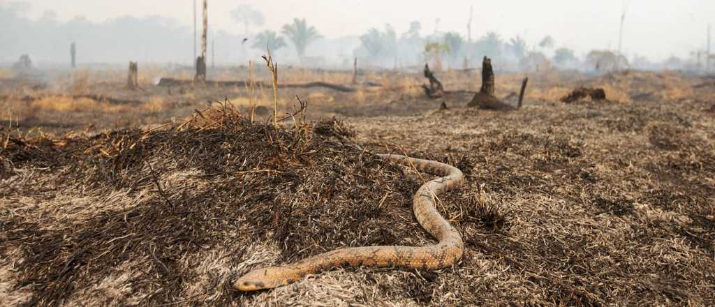 Video: curan a los animales rescatados del fuego en el Amazonas