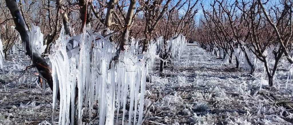 Terribles pérdidas en la cosecha de San Rafael por las heladas de octubre