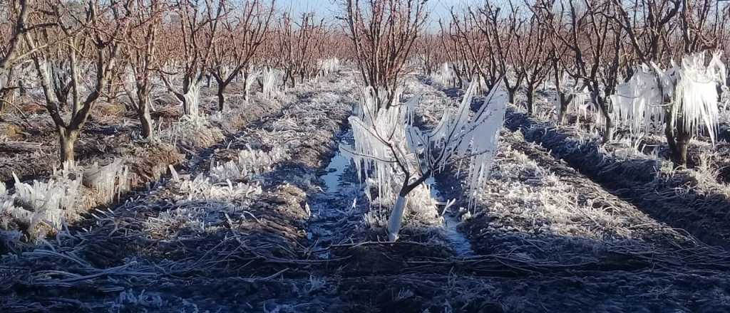 Recomiendan declarar la emergencia agropecuaria en Mendoza